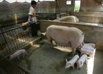 China/Hong Kong’s pork imports declining from '16 record hig